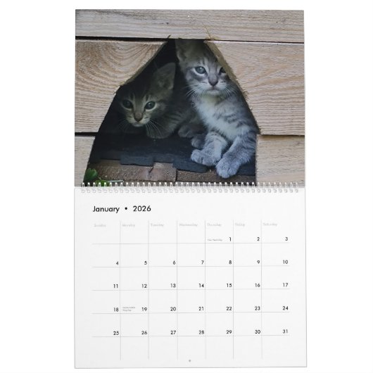 Schattigee Kittens Kalender (Jan 2026)