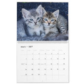 Schattigee Kittens Kalender (Mar 2027)