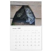 Schattigee Kittens Kalender (Jan 2027)