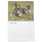 Schattigee Kittens Kat Pet Fotokalender Kalender (Jan 2027)
