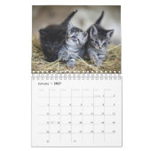 Schattigee Kittens Pet Fotokalender Kalender (Jan 2027)