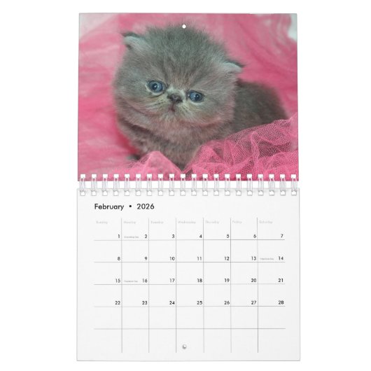 Schattigee Kittens Pet Fotokalender Kalender (Feb 2026)