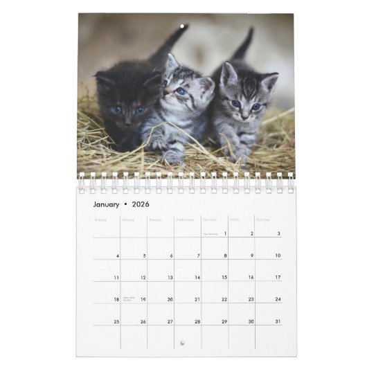 Schattigee Kittens Pet Fotokalender Kalender (Jan 2026)
