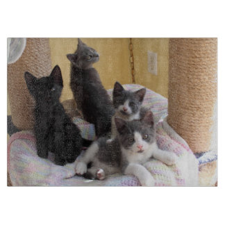Schattigee Kittens snijplank