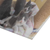 Schattigee Kittens snijplank (Hoek)