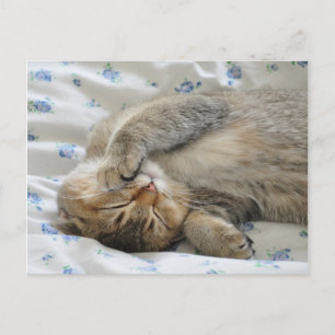 Schattigee kittine slapen briefkaart
