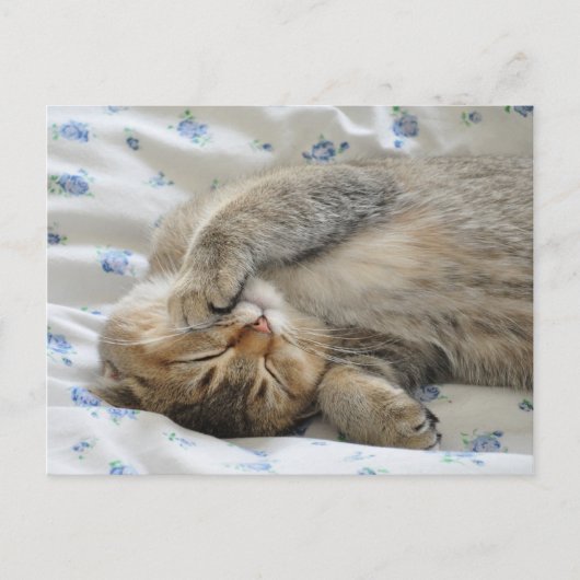 Schattigee kittine slapen briefkaart (Voorkant)