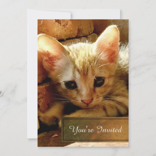 Schattigee kleine kitten partij kaart (Voorkant)