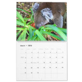 Schattigee knuffelige Koala Kalender 2026 (Mar 2026)