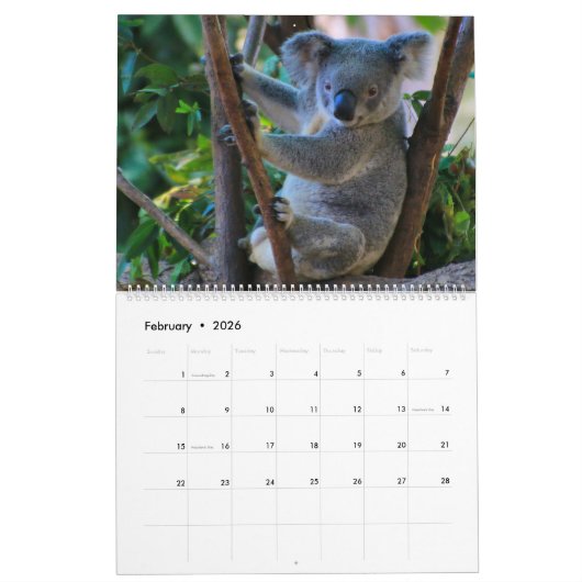 Schattigee knuffelige Koala Kalender 2026 (Feb 2026)