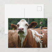 Schattigee Koe Cust. Hallo Briefkaart (Voorkant / Achterkant)