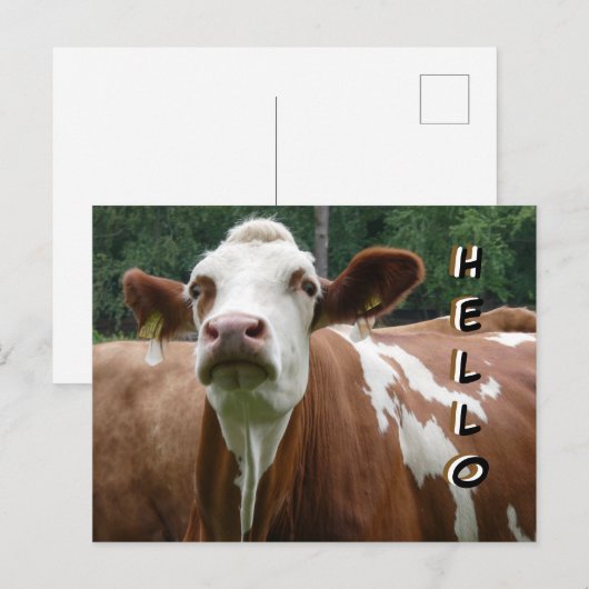 Schattigee Koe Cust. Hallo Briefkaart (Voorkant / Achterkant)