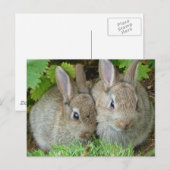 Schattigee konijn konijn dierenvrede liefde bestem briefkaart (Voorkant / Achterkant)