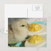 Schattigee kuikens en duivelse eieren briefkaart (Voorkant / Achterkant)