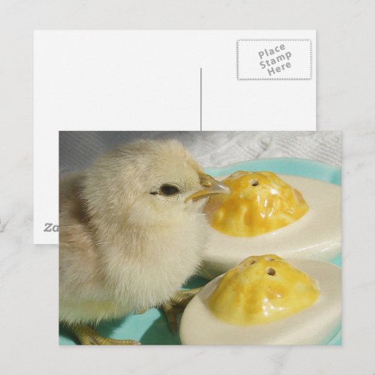 Schattigee kuikens en duivelse eieren briefkaart (Voorkant / Achterkant)
