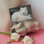 Schattigee lachende witte poolvos Natuur Verjaarda Kaart