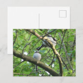 Schattigee Langstaartvogels DIY Briefkaart (Voorkant / Achterkant)