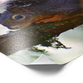 Schattigee Little Douglas Squirrel Wildlife Foto Afdruk (Hoek)