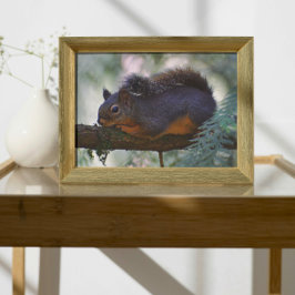 Schattigee Little Douglas Squirrel Wildlife Foto Afdruk