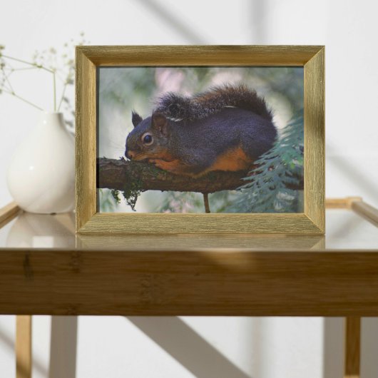 Schattigee Little Douglas Squirrel Wildlife Foto Afdruk
