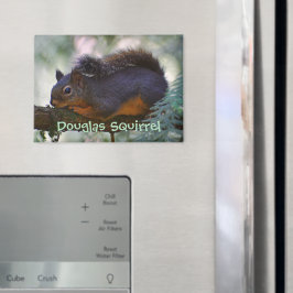 Schattigee Little Douglas Squirrel Wildlife Foto Magneet