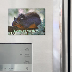 Schattigee Little Douglas Squirrel Wildlife Foto Magneet