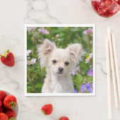 Schattigee longhair crème Chihuahua Dog Puppy Foto Servetten (Insitu)