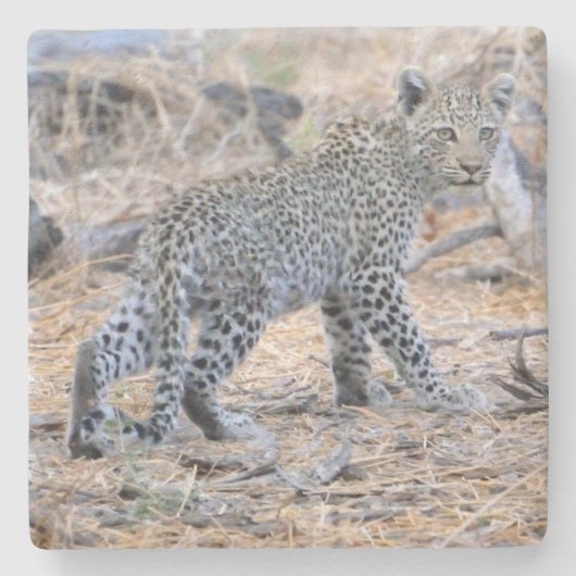 Schattigee luipaard welp onderweg. stenen onderzetter (Voorkant)