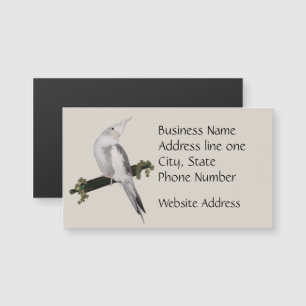 Schattigee Lutino Cockatiel Bird Ivy Perch Animal 