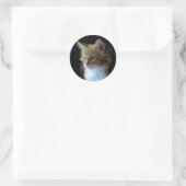 Schattigee Maine Coon kitten sticker (Tas)