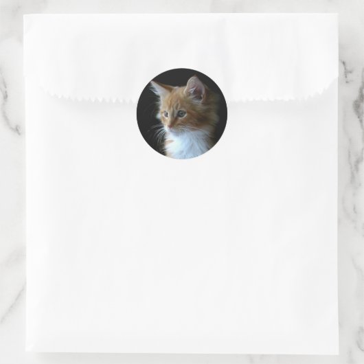 Schattigee Maine Coon kitten sticker (Tas)