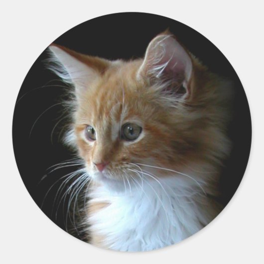 Schattigee Maine Coon kitten sticker (Voorkant)