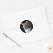 Schattigee Maine Coon kitten sticker (Envelop)