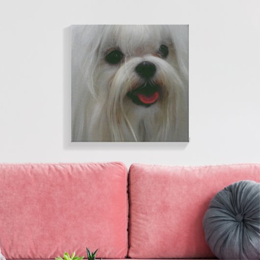 Schattigee Maltese Canvas Print (Insitu (Woonkamer))