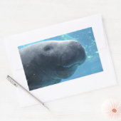 Schattigee Manatee Peeking uit naar je Stickers (Envelop)