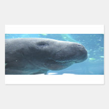 Schattigee Manatee Peeking uit naar je Stickers