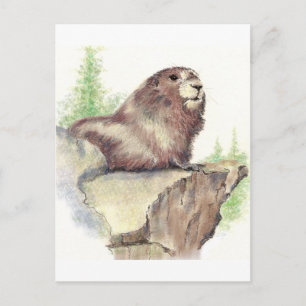 Schattigee Marmot, Dierlijke Natuur, Wildlife Wate Briefkaart