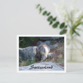 Schattigee marmot Zwitserland -- Briefkaart (Staand voorkant)