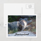 Schattigee marmot Zwitserland -- Briefkaart (Voorkant / Achterkant)