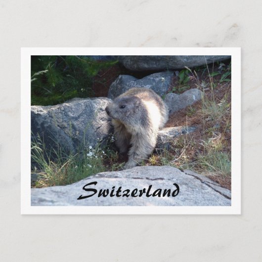 Schattigee marmot Zwitserland -- Briefkaart (Voorkant)