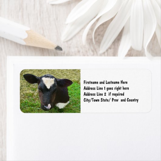 Schattigee melkvee Koe kalf Etiket (Insitu)