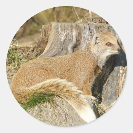 Schattigee Mongoose Ronde Sticker (Voorkant)