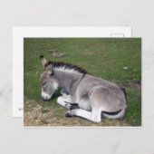 Schattigee nieuwe bosezel briefkaart (Voorkant / Achterkant)