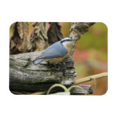 Schattigee Nuthatch Magnet Magneet (Horizontaal)