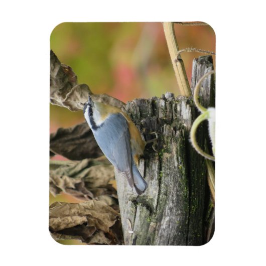 Schattigee Nuthatch Magnet Magneet (Verticaal)