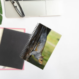 Schattigee Oosterse Grijze Eekhoorn Natuur Foto Notitieboek