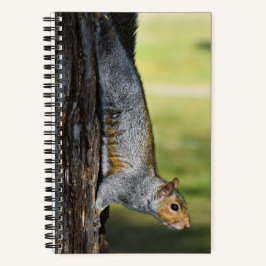 Schattigee Oosterse Grijze Eekhoorn Natuur Foto Notitieboek