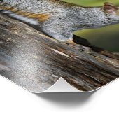 Schattigee Oosterse Grijze Eekhoorn op Tree Foto Afdruk (Hoek)