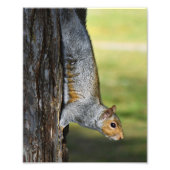 Schattigee Oosterse Grijze Eekhoorn op Tree Foto Afdruk (Voorkant)