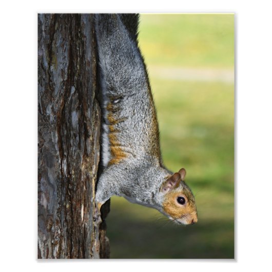 Schattigee Oosterse Grijze Eekhoorn op Tree Foto Afdruk (Voorkant)